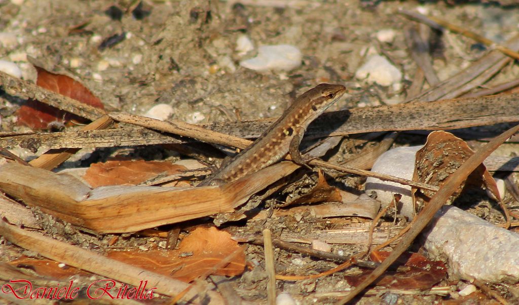 Qualche Podarcis siculus campestris...